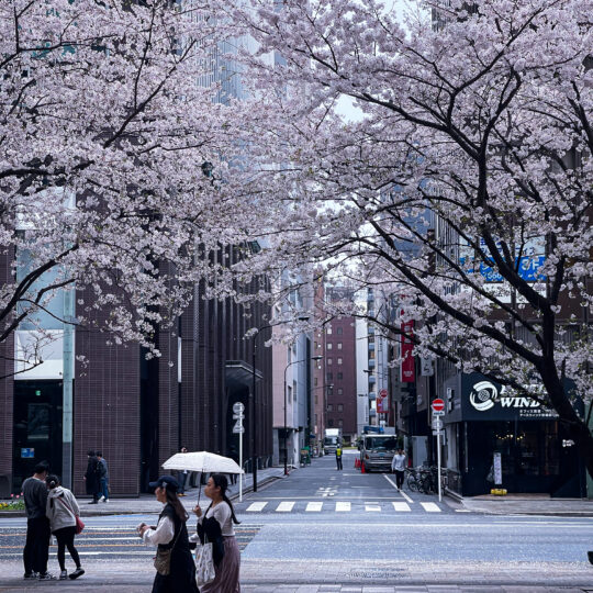 cerasussanguine_japan_02